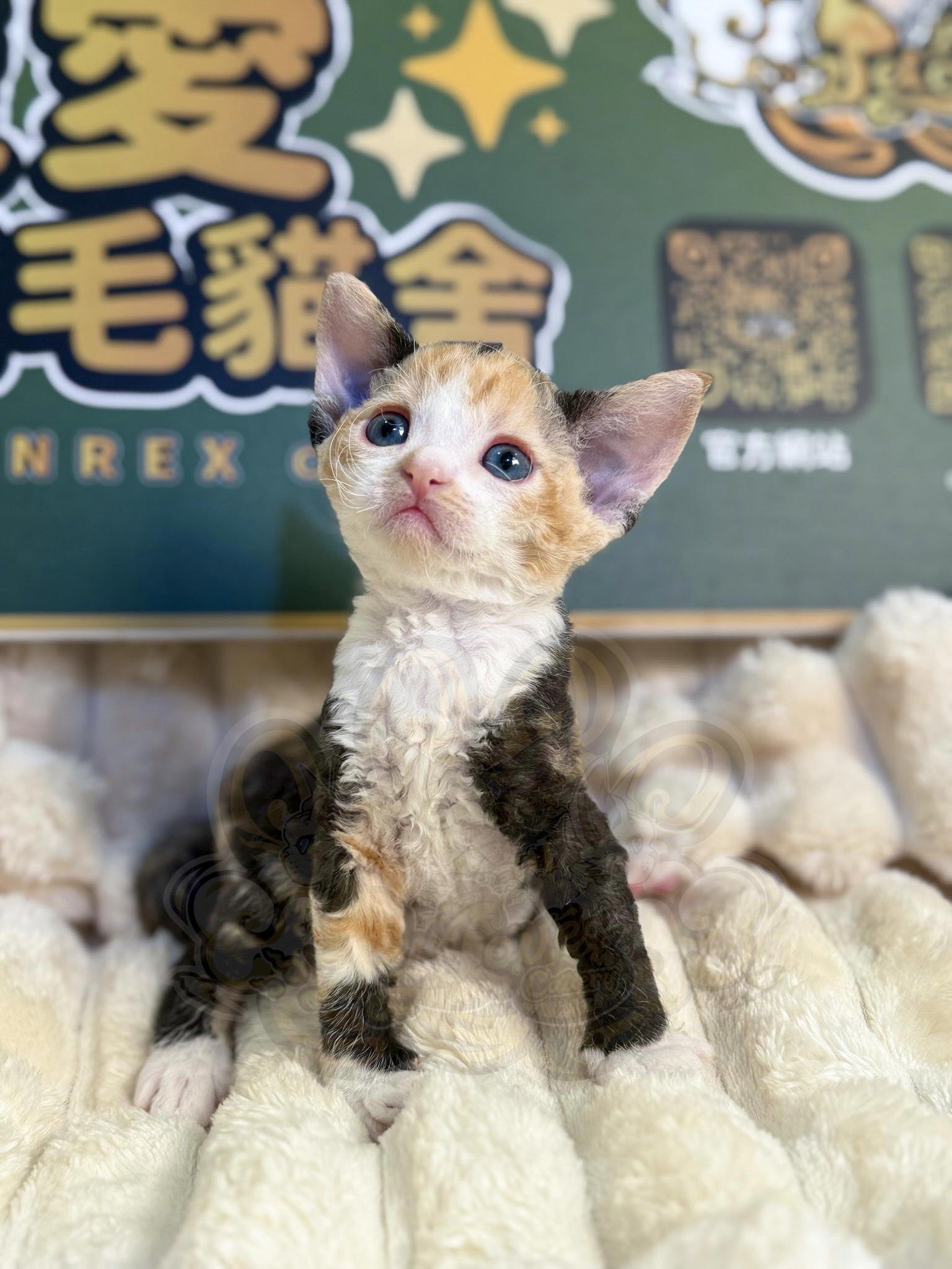 寵愛貓舍／三花德文捲毛貓