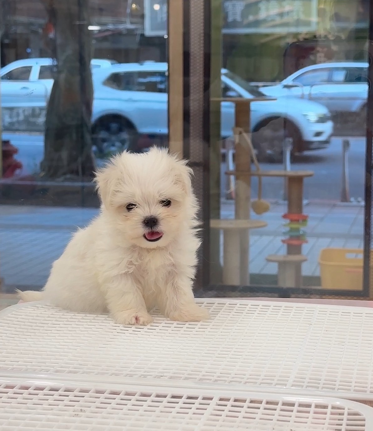 喜得貓社／瑪爾濟斯