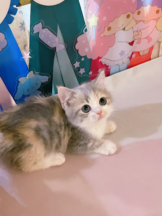 星光貓舍／銀漸層曼赤肯