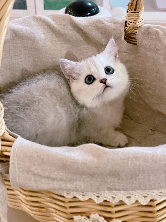 星光貓舍／銀漸層曼赤肯