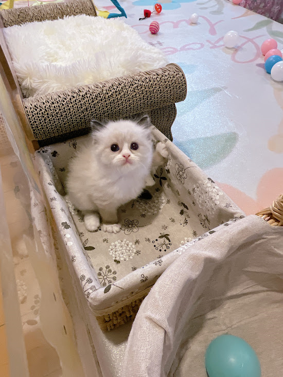 星光貓舍／藍雙色手套非標準小步舞曲