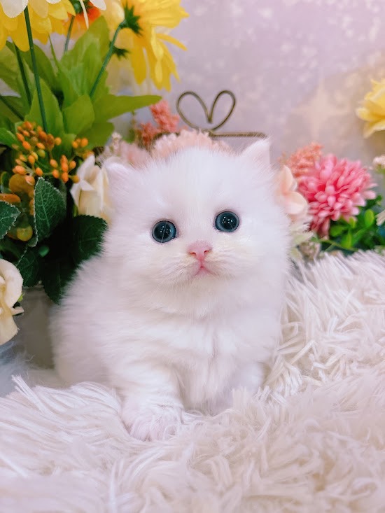 星光貓舍／海苔片白色小步舞曲