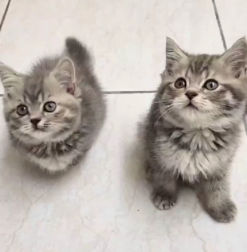 天使貓園／英國短毛貓&曼赤肯