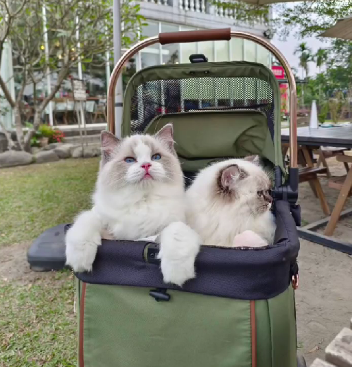 蘋果樹下的布偶貓／布偶貓
