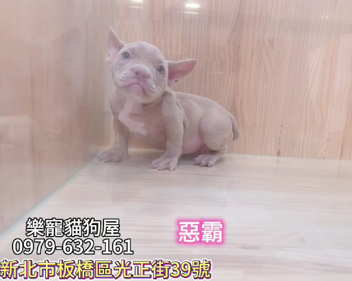 樂寵貓狗屋／惡霸