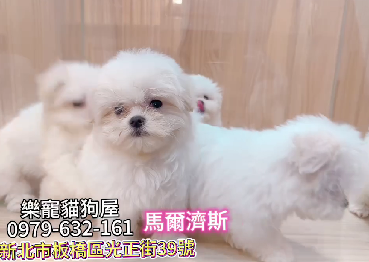 樂寵貓狗屋／馬爾濟斯