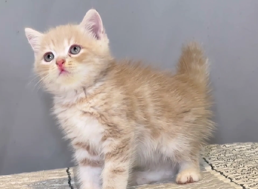 尊爵名皇／奶油色英國短毛貓