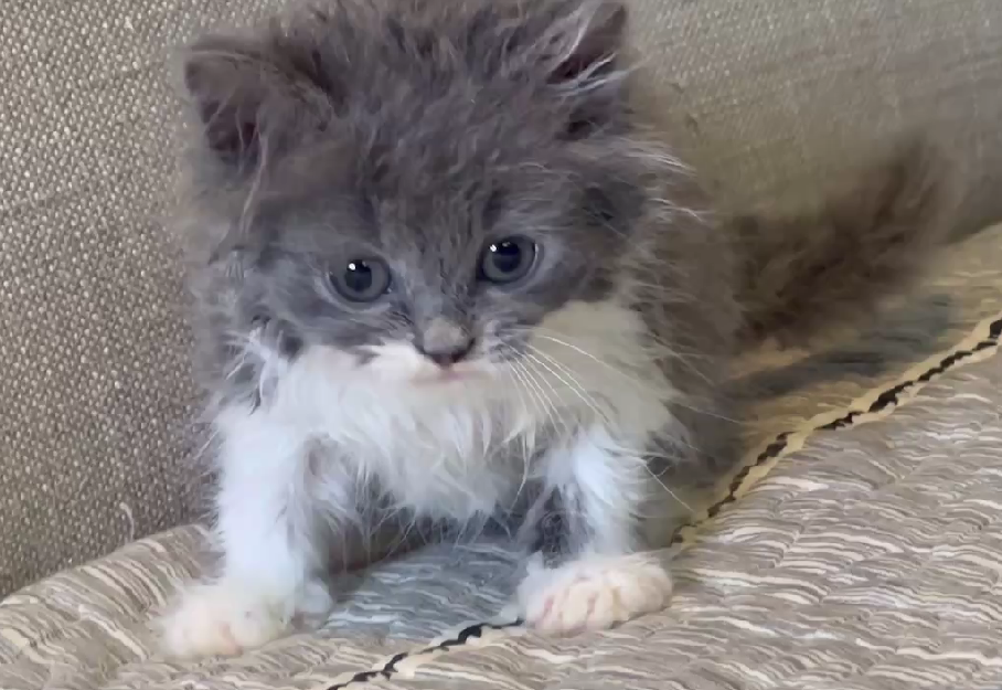 尊爵名皇／藍白英國長毛貓