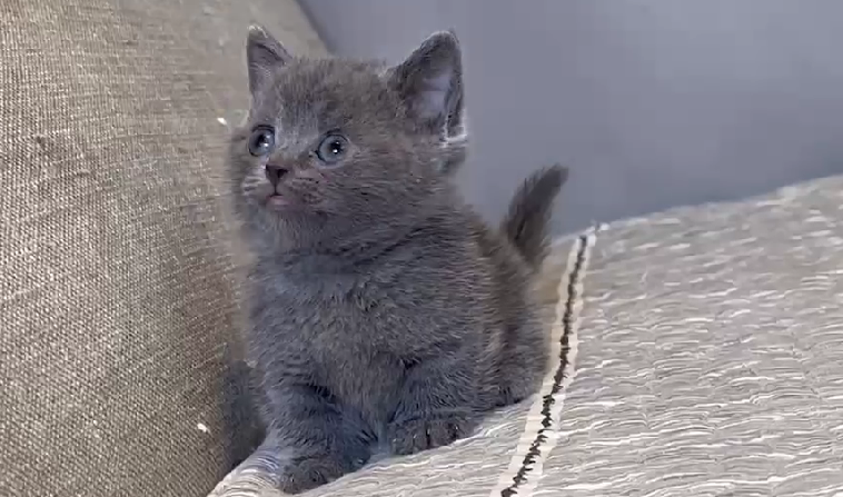 尊爵名皇／藍色曼赤肯