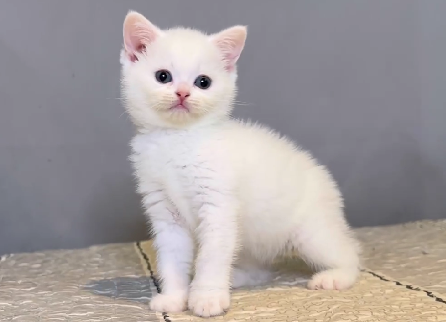 尊爵名皇／白色英國短毛貓