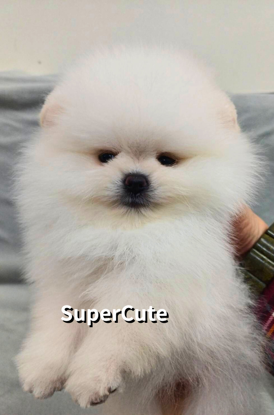 超可愛名犬社／博美犬