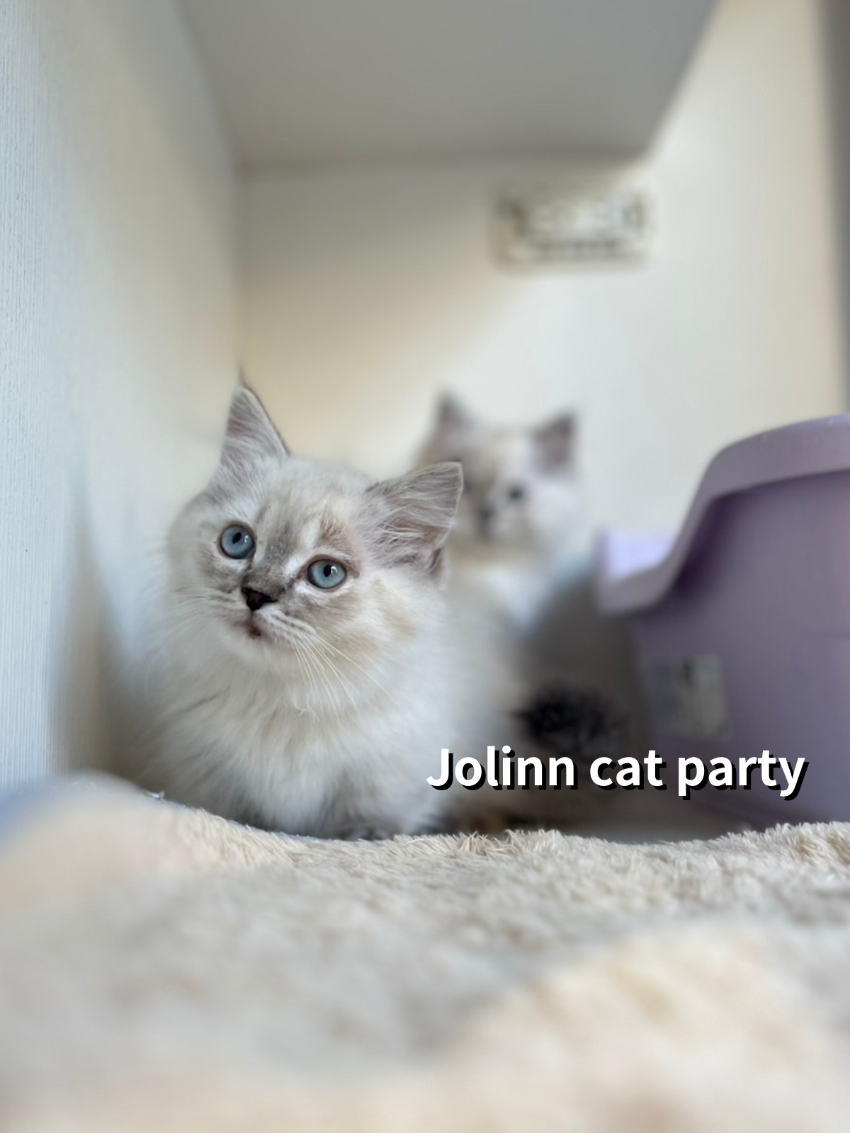 貓咪派對／布偶色小步舞曲