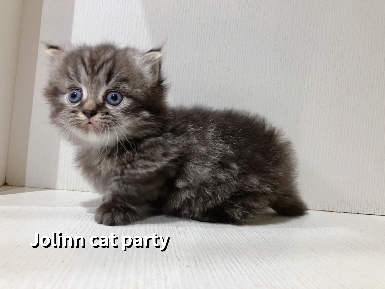 貓咪派對／虎斑紋小步舞曲