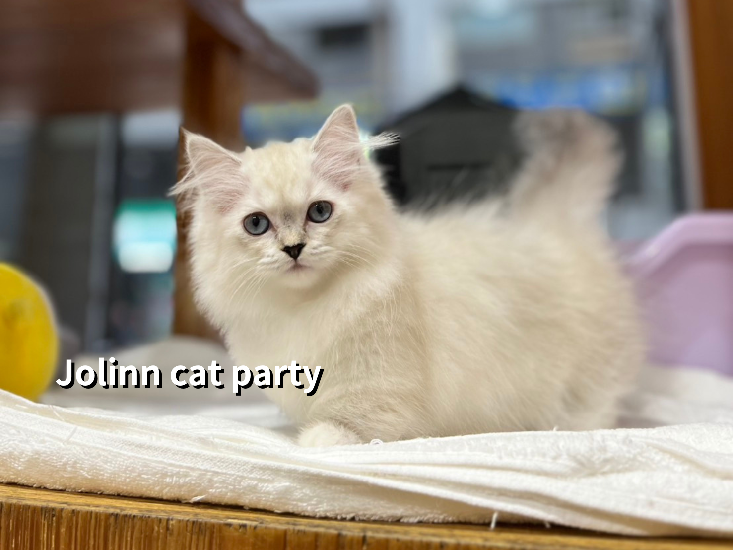 貓咪派對／布偶色小步舞曲