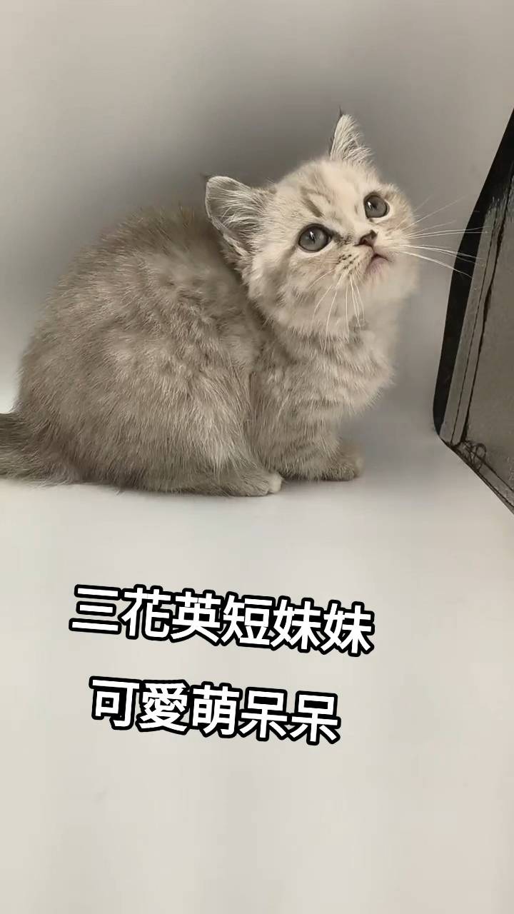 刻在你心底的貓／三花英國短毛貓