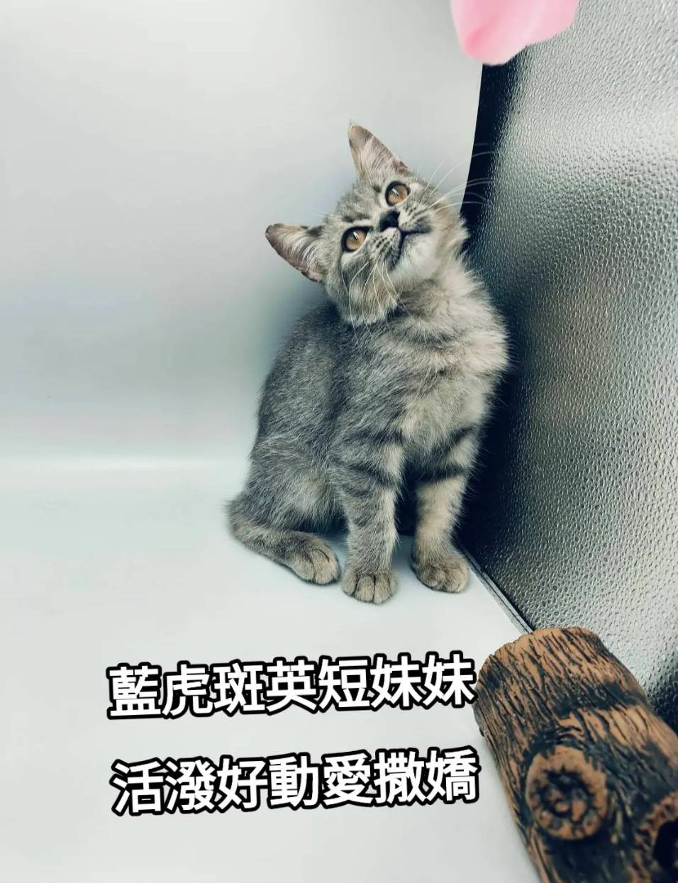 刻在你心底的貓/藍虎斑英國短毛貓