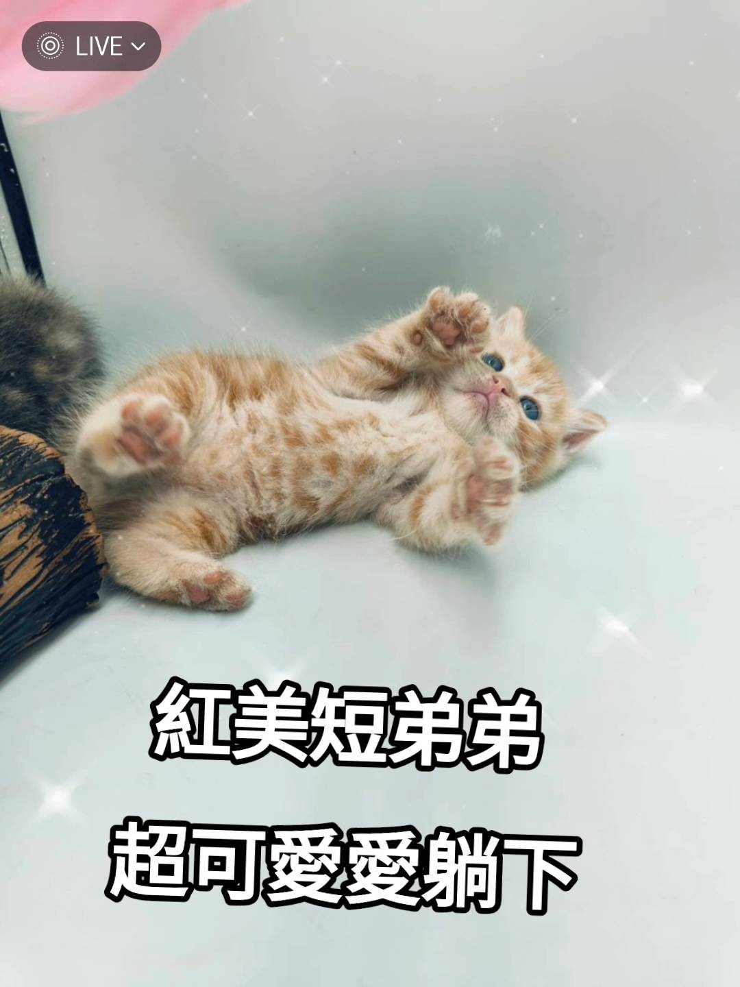 刻在你心底的貓／紅色美國短毛貓