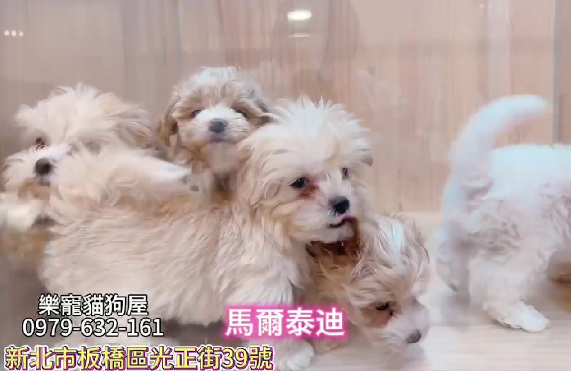 樂寵貓狗屋／瑪爾泰迪
