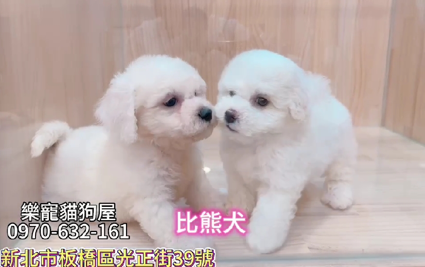 樂寵貓狗屋／比熊犬