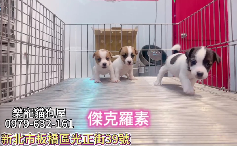 樂寵貓狗屋／傑克羅素