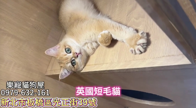樂寵貓狗屋／金漸層英國短毛貓