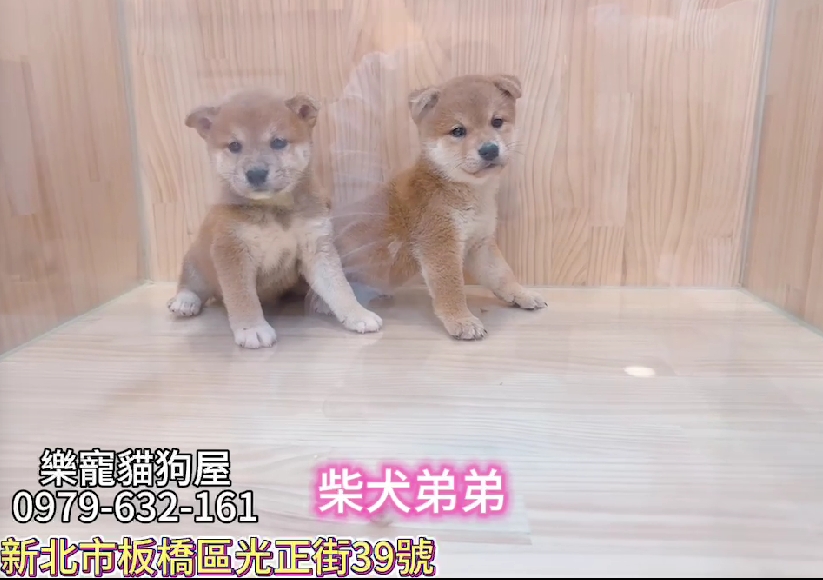 樂寵貓狗屋／柴犬