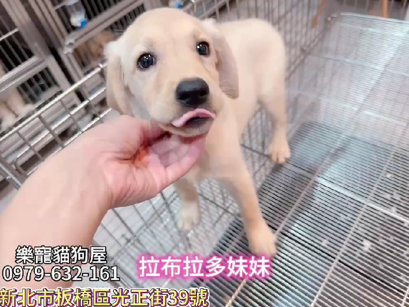 樂寵貓狗屋／拉不拉多