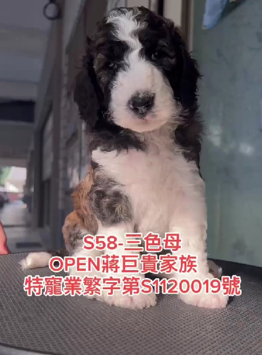 OPEN蔣犬舍／三花色巨型貴賓