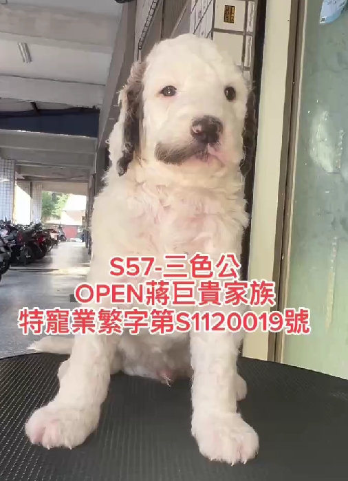 OPEN蔣犬舍／三花色巨型貴賓