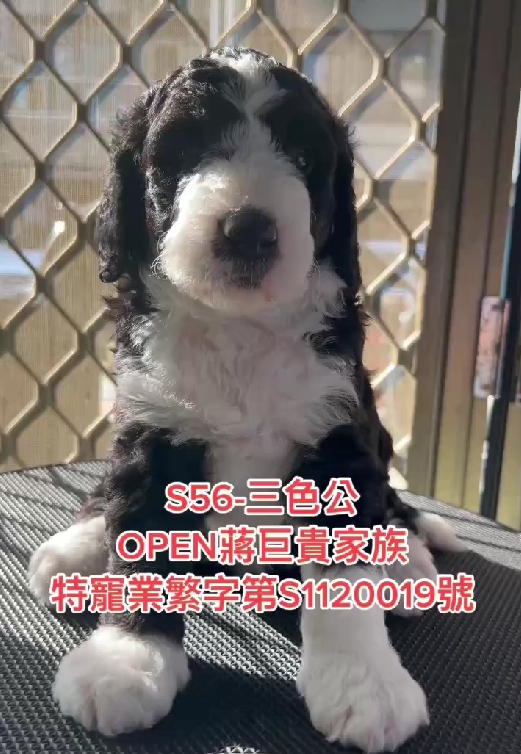 OPEN蔣犬舍／三花色巨型貴賓