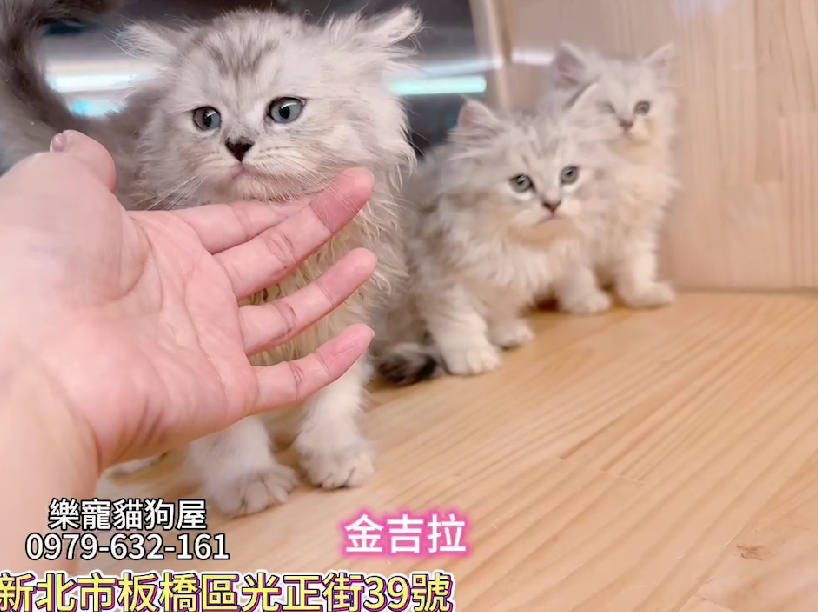樂寵貓狗屋／金吉拉