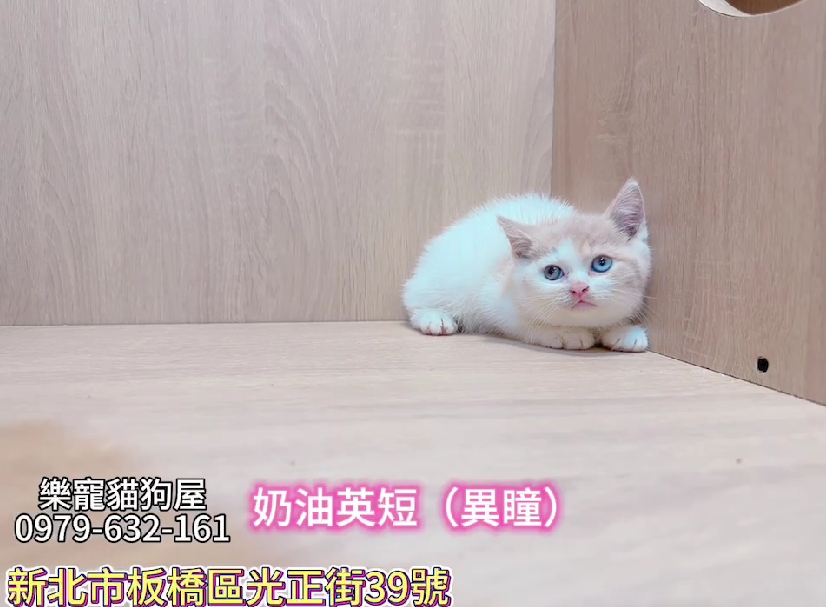 樂寵貓狗屋／異瞳英國短毛貓