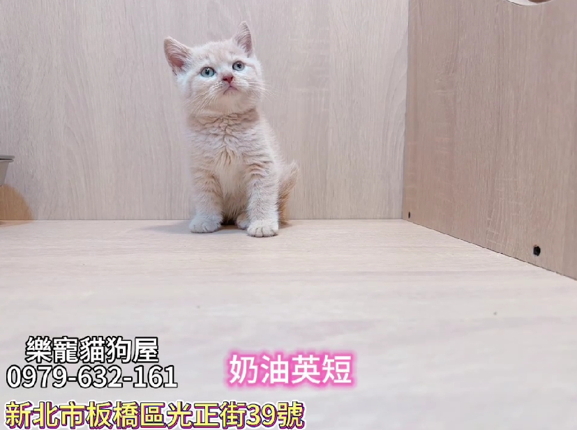 樂寵貓狗屋／奶油色英國短毛貓