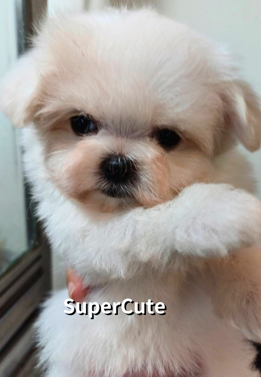 超可愛名犬社／瑪爾濟斯