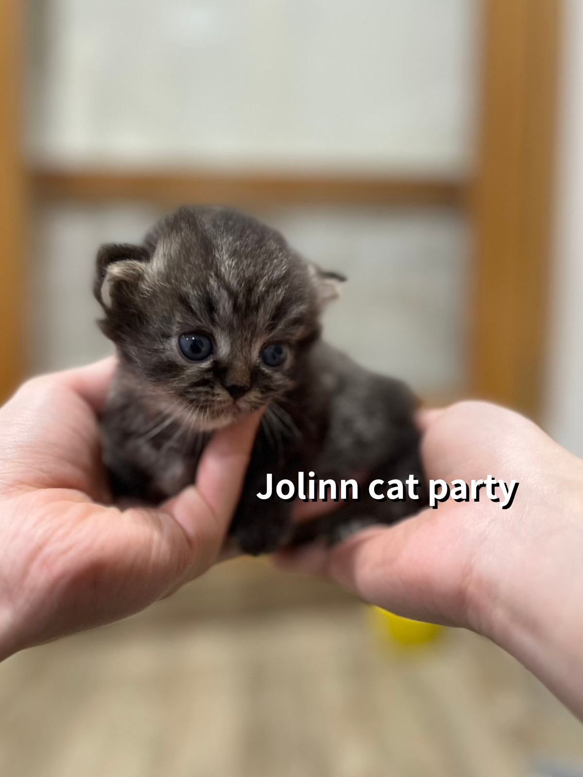 貓咪派對／虎斑紋小步舞曲