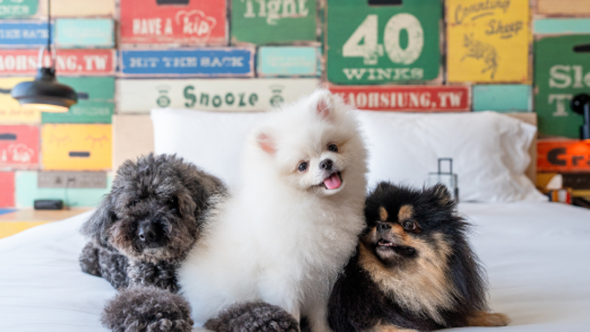 『汪喵揪了走』相揪高雄chill一下三日遊