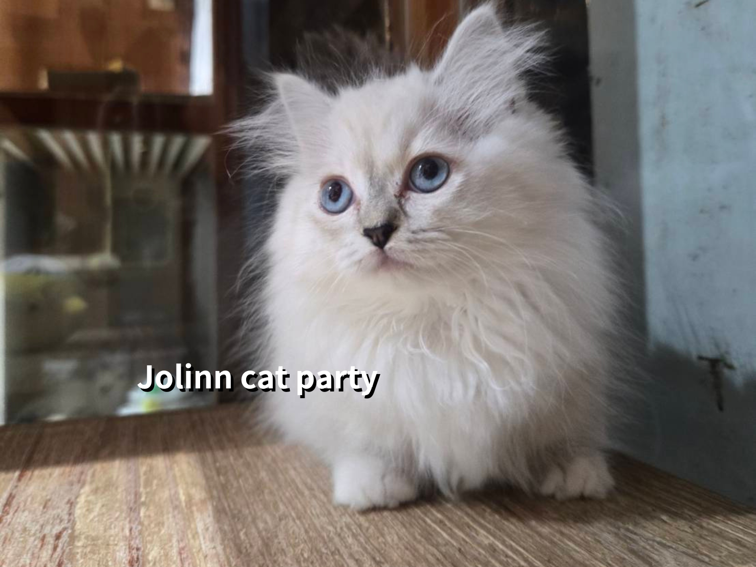 貓咪派對／布偶色小步舞曲