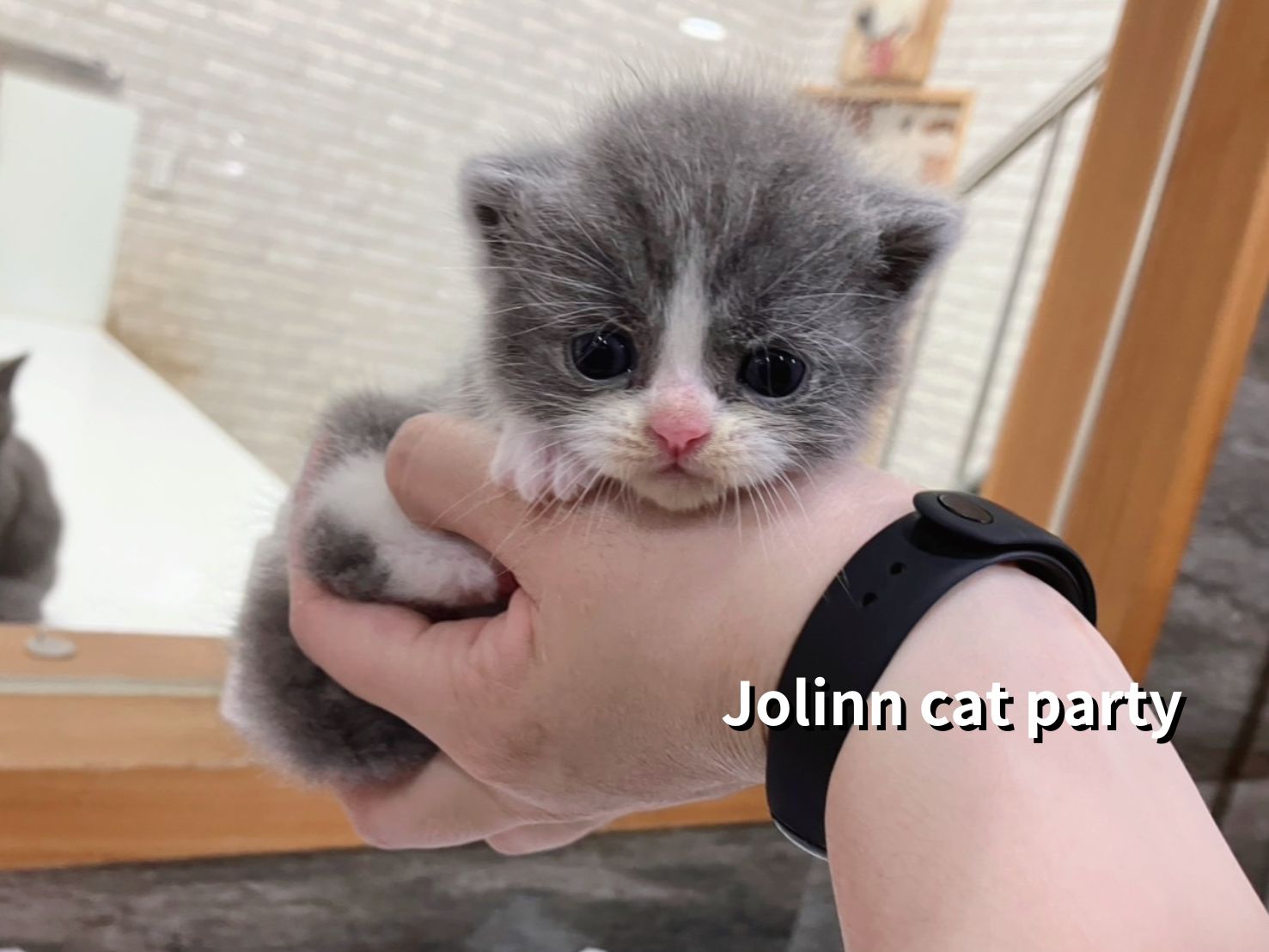 貓咪派對／藍色&藍奶&藍白賓士英國短毛貓