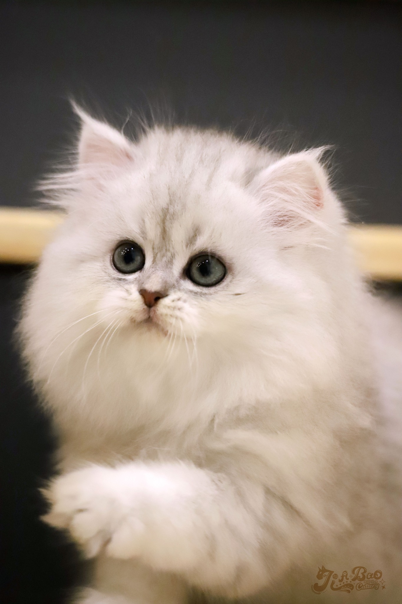 家寶寵物／銀漸層非標準小步舞曲