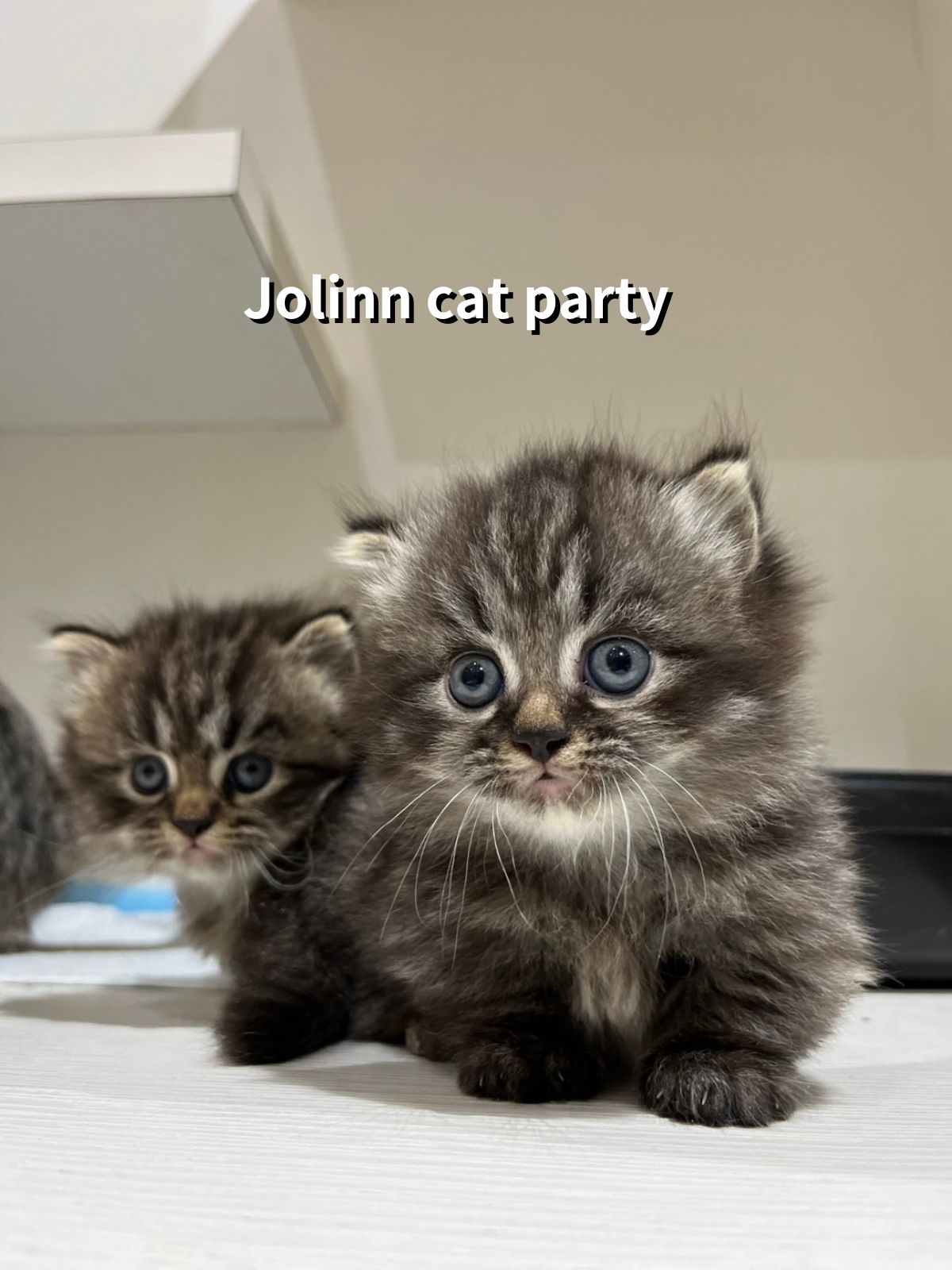 貓咪派對／虎斑紋小步舞曲