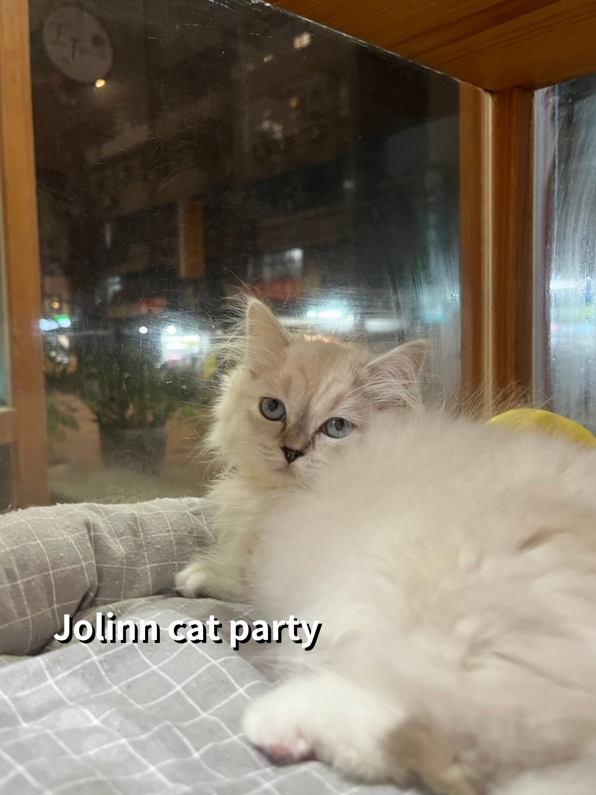 貓咪派對／布偶色小步舞曲