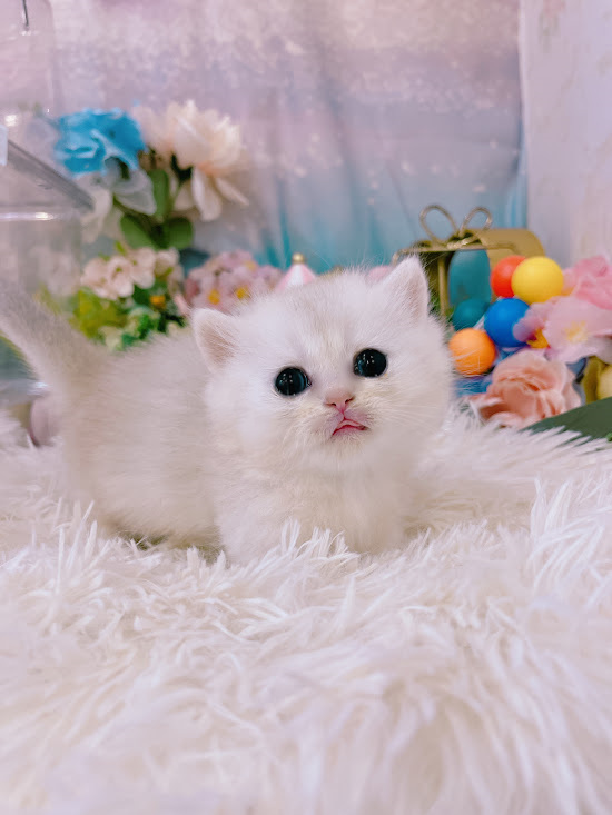 星光貓舍／銀漸層曼赤肯