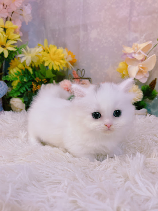 星光貓舍／白色小步舞曲