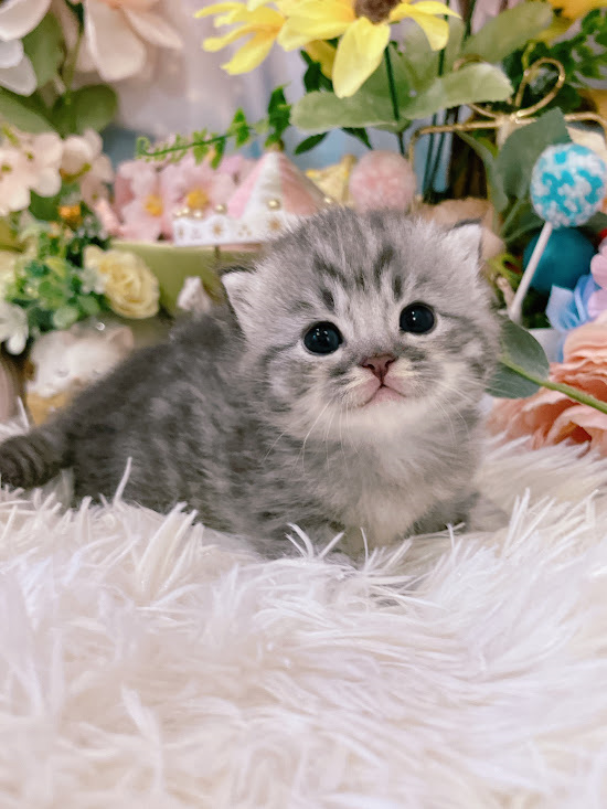 星光貓舍／銀虎斑英國短毛貓