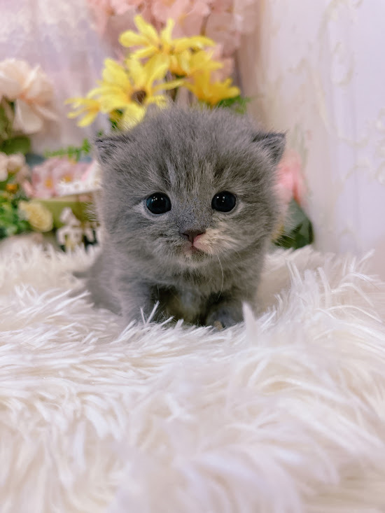 星光貓舍／藍奶油英國短毛貓