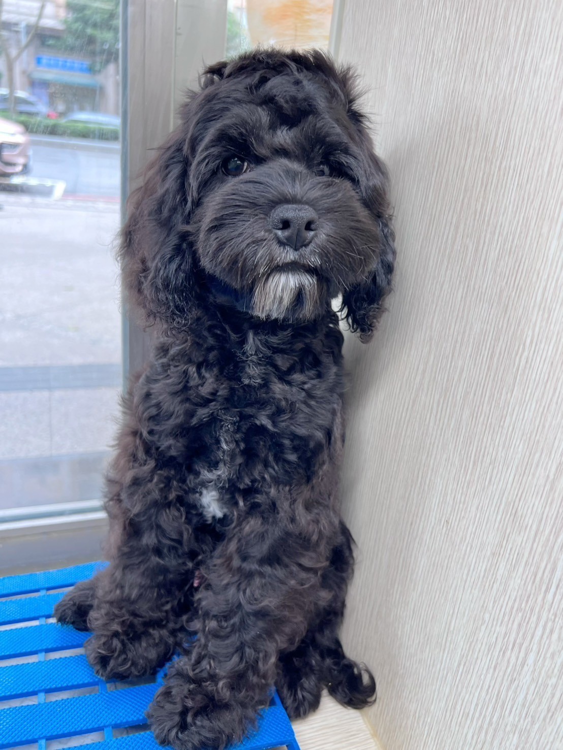 中圓寵物家族／黑色可卡布犬