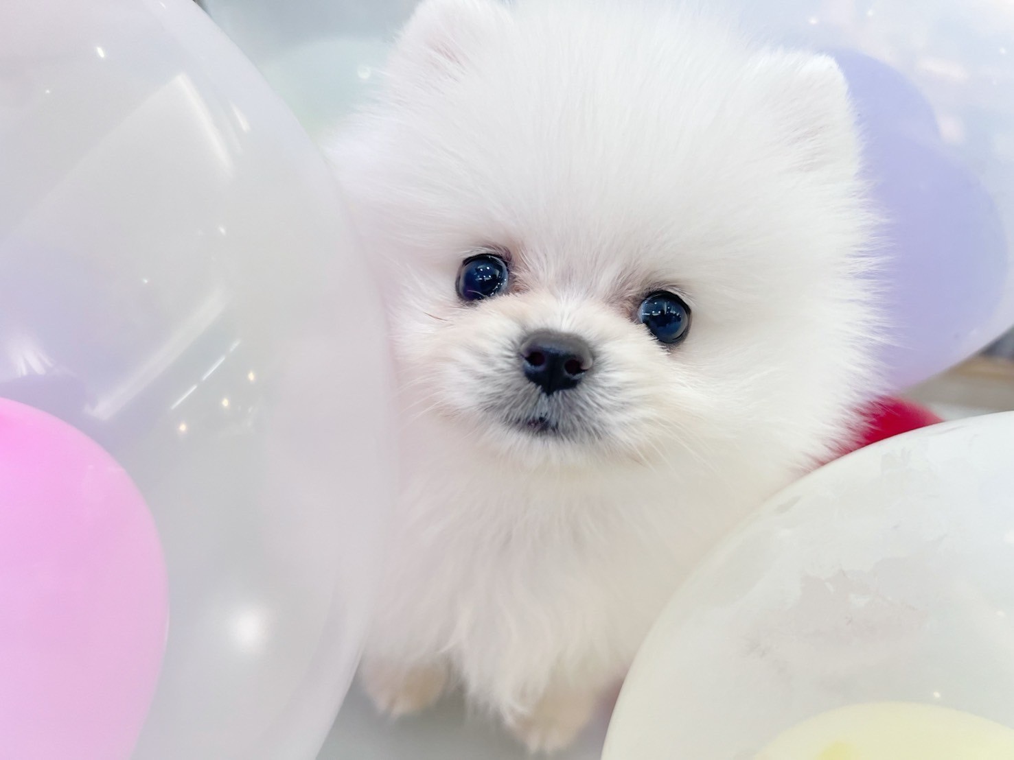 中圓寵物家族／白色博美犬