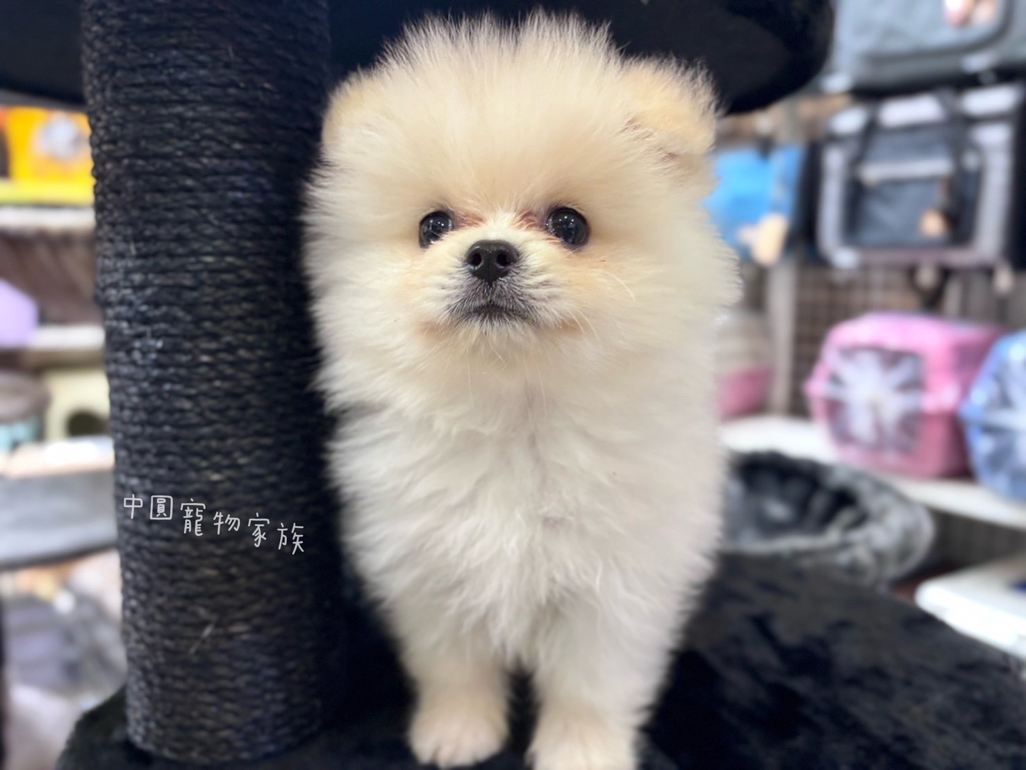 中圓寵物家族／白色博美犬