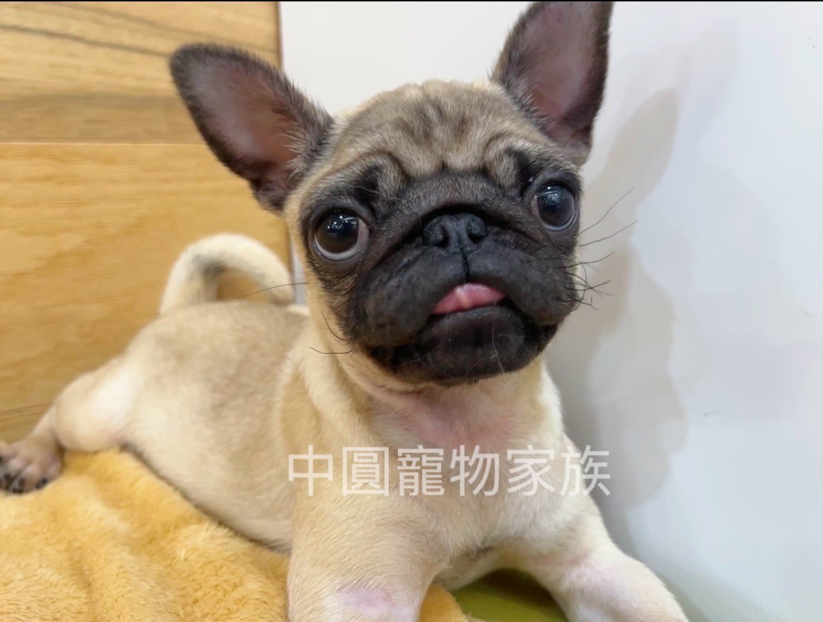 中圓寵物家族／巴哥