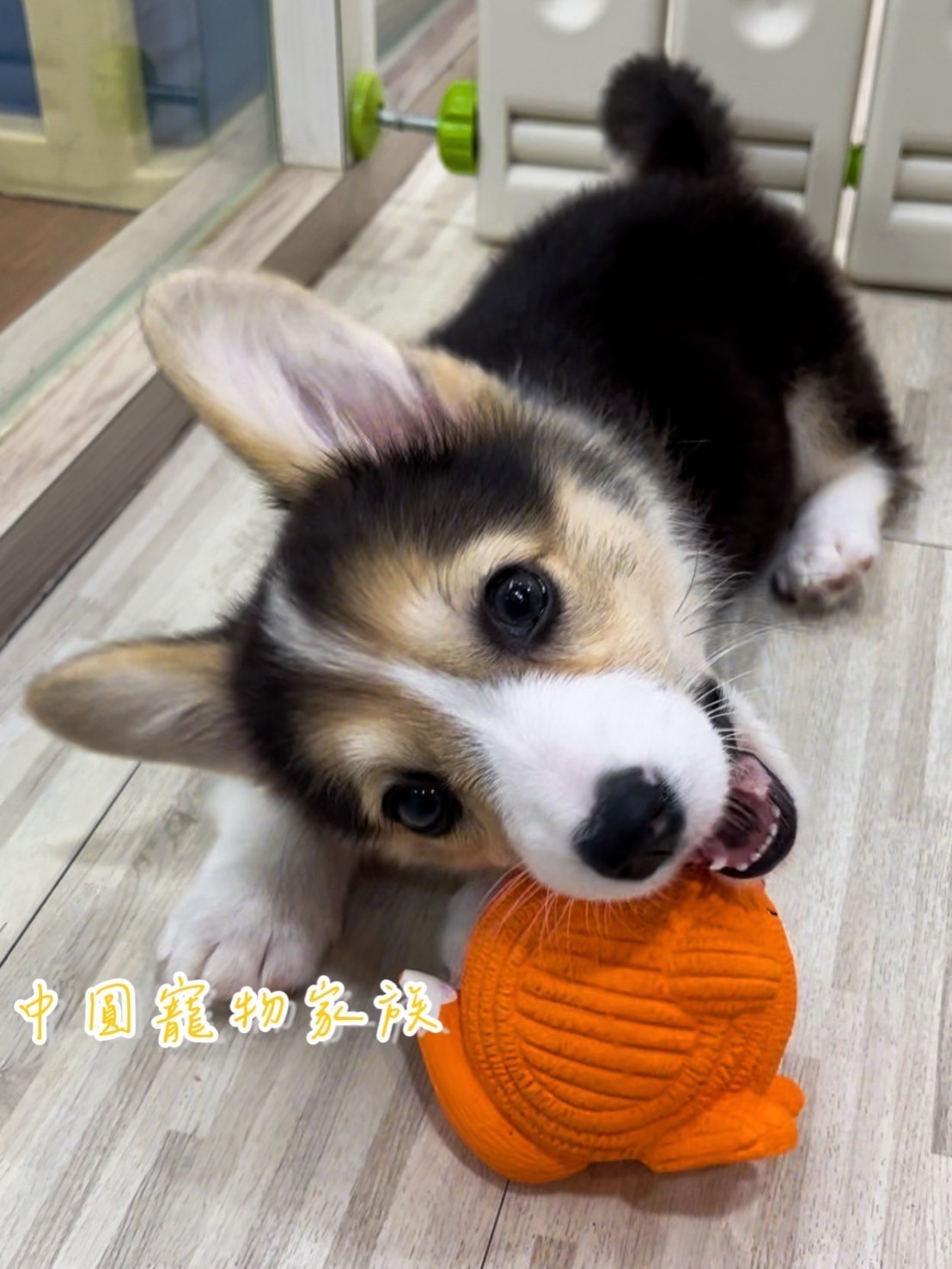 中圓寵物家族／三色柯基